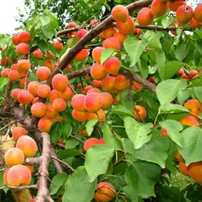 Абрикос ОТБОР АСТАХОВА в Рогачеве