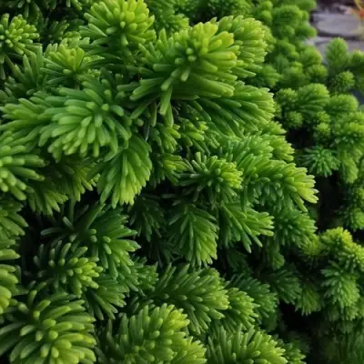 Ель ЛИТЛ ДЖЕМ обыкновенная в Рогачеве