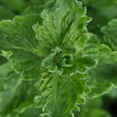 Мята КРИСПА в Рогачеве