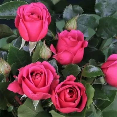 Роза ЛАВ ЛЕТТЕР флорибунда в Рогачеве