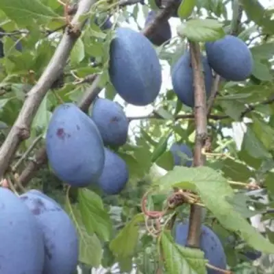 Слива ГИЛЬБЕРТ в Рогачеве