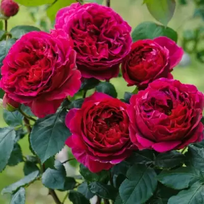 Роза КЕЙТ английская в Рогачеве