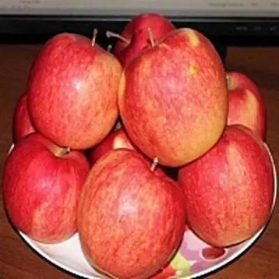 Яблоня ЛИГОЛ в Рогачеве