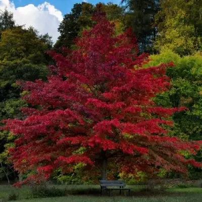 Дуб болотный в Рогачеве