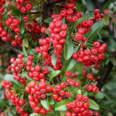 Пираканта РЕД КУИШОН в Рогачеве