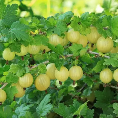 Крыжовник БЕРИЛЛ в Рогачеве