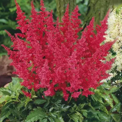 Астильба МОНТГОМЕРИ японская в Рогачеве