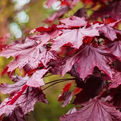 Клен РОЯЛ РЕД остролистный в Рогачеве