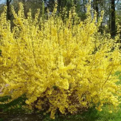 Форзиция ФОРЧУНА в Рогачеве