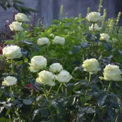 Роза ВАКАНА японская в Рогачеве