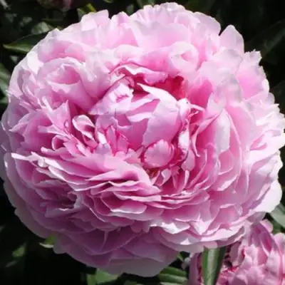 Пион ША-ЛА травянистый в Рогачеве