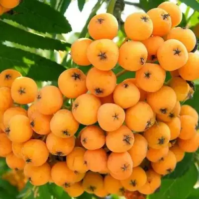 Рябина НЕВЕЖИНСКАЯ ЖЕЛТАЯ сладкоплодная в Рогачеве