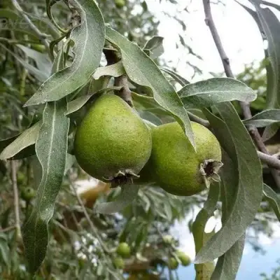 Груша ИВОЛИСТНАЯ в Рогачеве