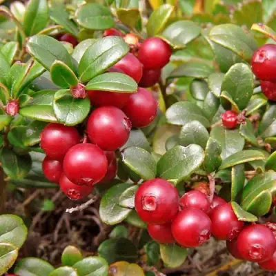 Брусника садовая АМЕРЛАНД в Рогачеве