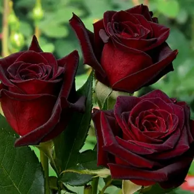 Роза ЧЕРНАЯ МАГИЯ чайно-гибридная в Рогачеве