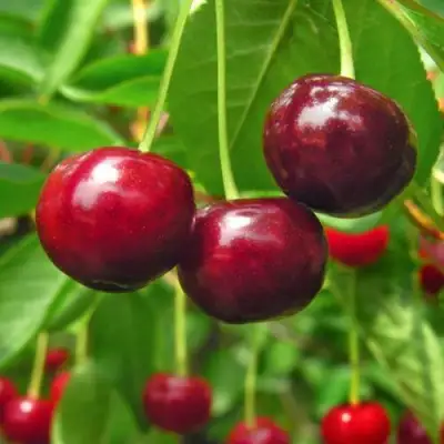 Вишня УЙФЕХЕРТОЙ ФЮРТОШ в Рогачеве