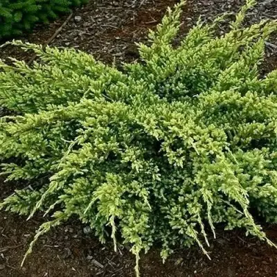 Можжевельник ДРИМ ДЖОЙ чешуйчатый в Рогачеве