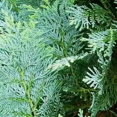 Кипарисовик КОЛУМНАРИС лавсона в Рогачеве