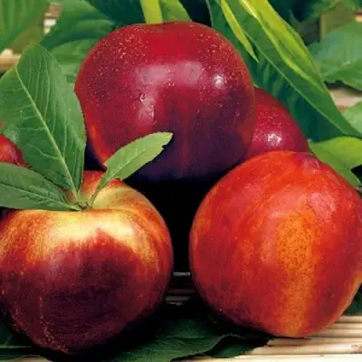 Нектарин СТАРК РЕД ГОЛД в Рогачеве