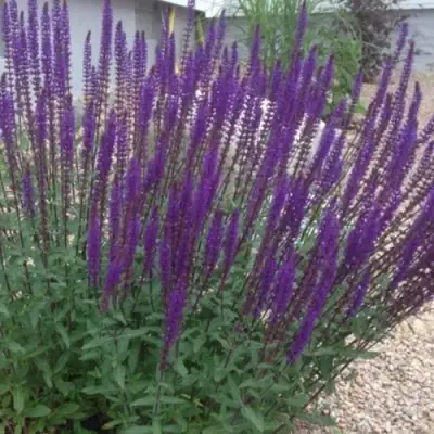 Шалфей КАРАДОНА в Рогачеве