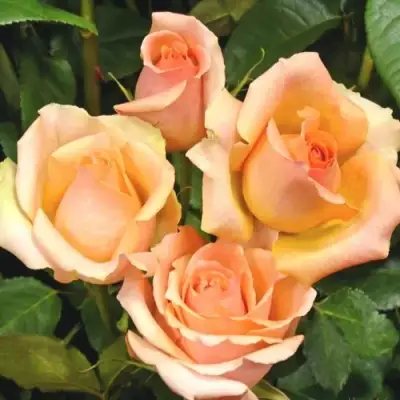 Роза ВЕРСИЛИЯ чайно-гибридная в Рогачеве