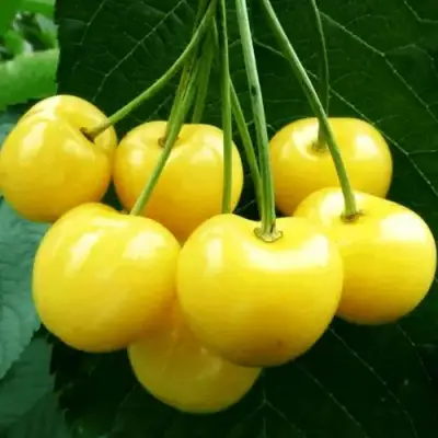 Черешня ПОДСНЕЖНИК в Рогачеве