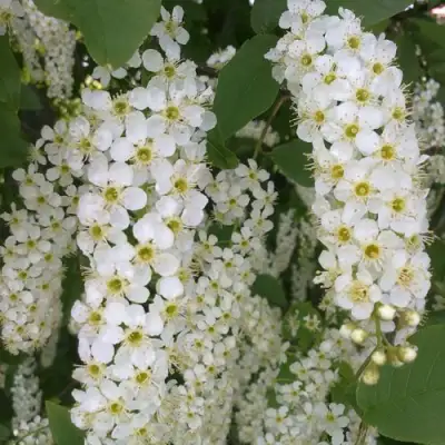 Черемуха САМОПЛОДНАЯ в Рогачеве