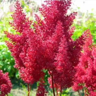 Астильба СКАЙСКРЕЙПЕР китайская в Рогачеве