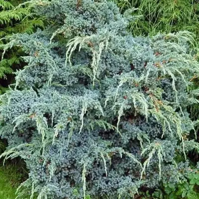 Можжевельник БЛЮ АЛЬПС китайский  в Рогачеве