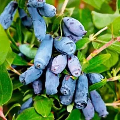 Жимолость съедобная БАКЧАРСКИЙ ВЕЛИКАН в Рогачеве