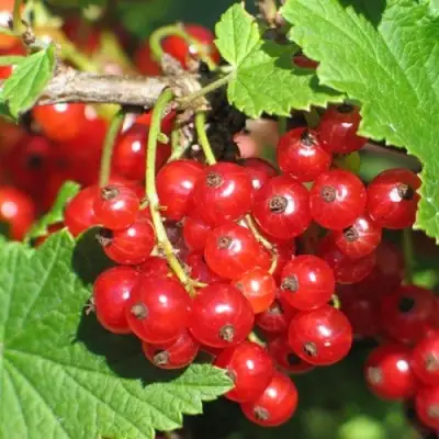 Смородина красная РАЧКОВСКАЯ в Рогачеве