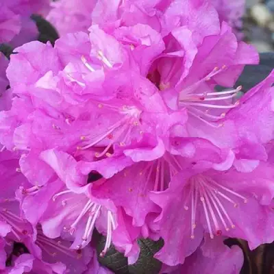 Рододендрон П.Ж.М. ЭЛИТ в Рогачеве