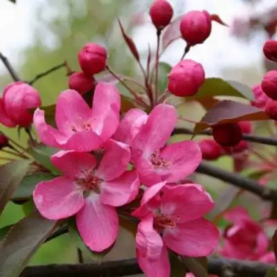 Яблоня РУДОЛЬФ декоративная  в Рогачеве