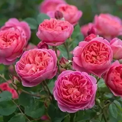 Роза БЕНДЖАМИН БРИТТЕН шраб в Рогачеве