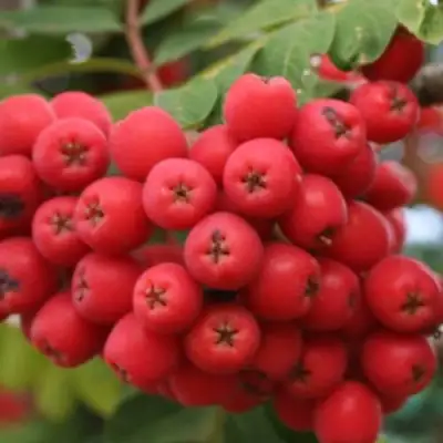 Рябина АЛАЯ КРУПНАЯ сладкоплодная в Рогачеве