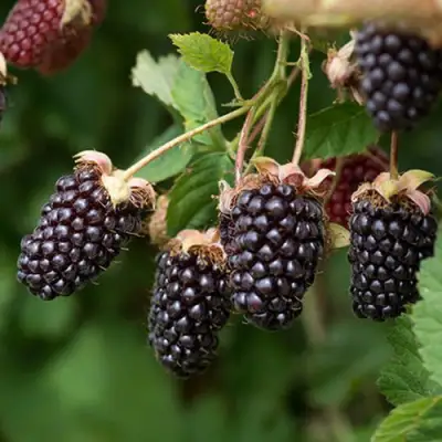 Ежемалина БОЙСЕНБЕРРИ в Рогачеве