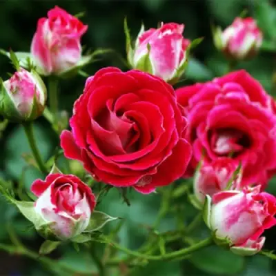 Роза ШОНЕ КОБЛЕНЦЕРИН флорибунда в Рогачеве