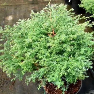 Кипарисовик СКВАРРОЗА горохоплодный в Рогачеве