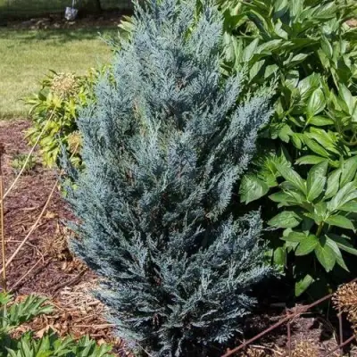 Кипарисовик ДАРТС БЛЮ РИББОН лавсона в Рогачеве