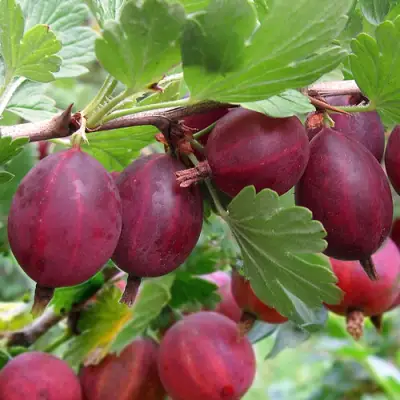 Крыжовник ХИННОМАКИ РОТ в Рогачеве