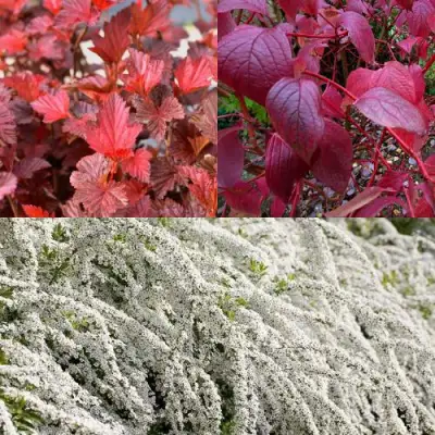 Комплект ЖИВАЯ ИЗГОРОДЬ в Рогачеве