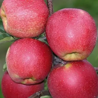 Яблоня ЧЕМПИОН в Рогачеве