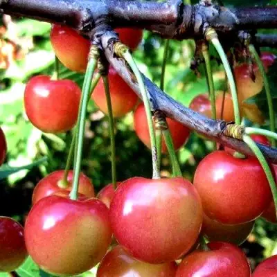 Черешня ГАСТИНЕЦ в Рогачеве