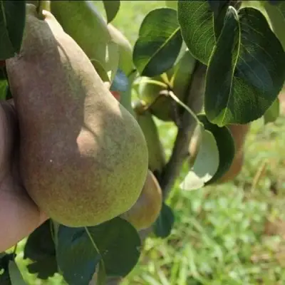 Груша БРЯНСКАЯ КРАСАВИЦА в Рогачеве