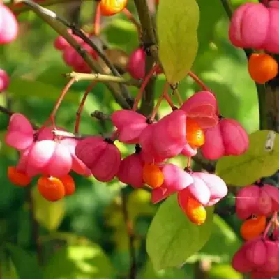 Бересклет ЕВРОПЕЙСКИЙ в Рогачеве