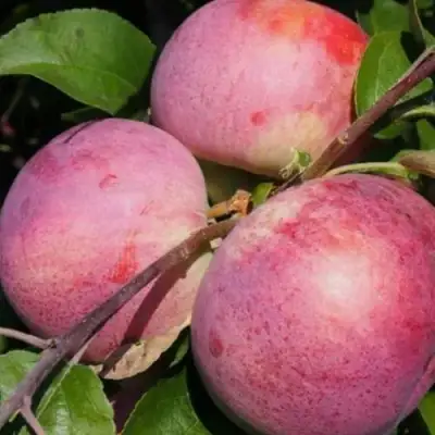 Яблоня БЕЛОРУССКОЕ МАЛИНОВОЕ в Рогачеве