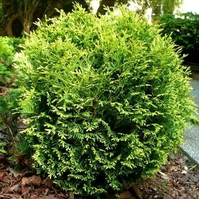 Туя ВОТЕРФИЛД западная в Рогачеве