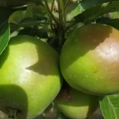 Яблоня ПАМЯТЬ СИКОРЫ в Рогачеве