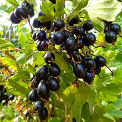 Смородина золотистая ОВАЛЬНАЯ в Рогачеве