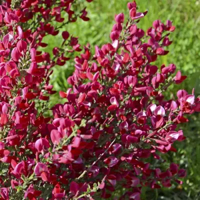 Ракитник БОСКОП РУБИ  в Рогачеве